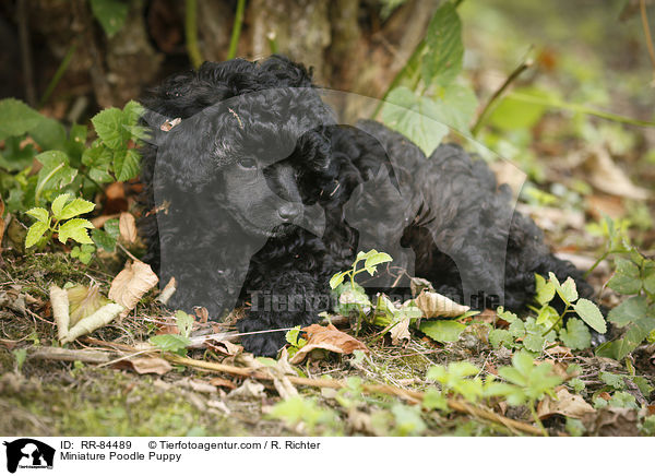 Miniature Poodle Puppy / RR-84489