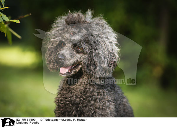 Miniature Poodle / RR-84490