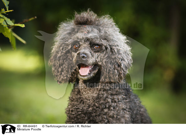 Miniature Poodle / RR-84491