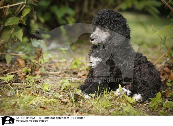 Miniature Poodle Puppy / RR-84492