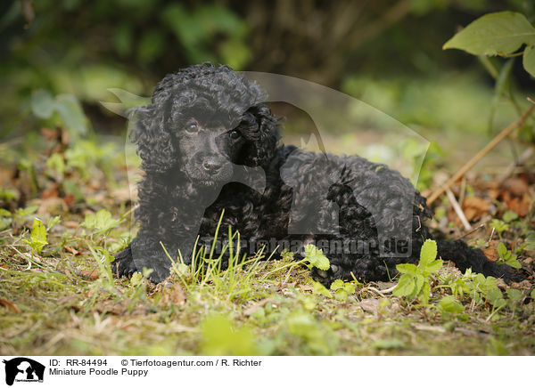 Miniature Poodle Puppy / RR-84494