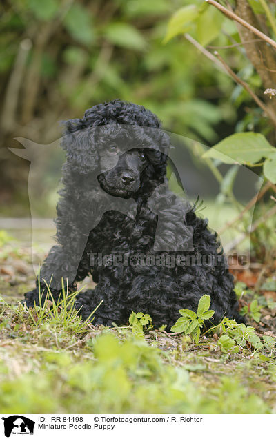 Miniature Poodle Puppy / RR-84498