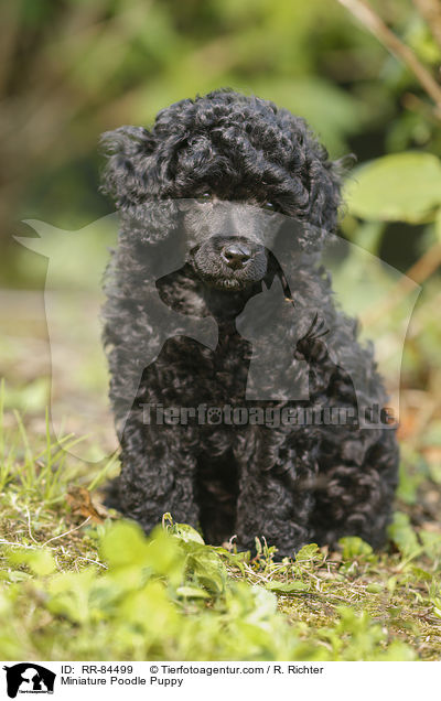 Miniature Poodle Puppy / RR-84499