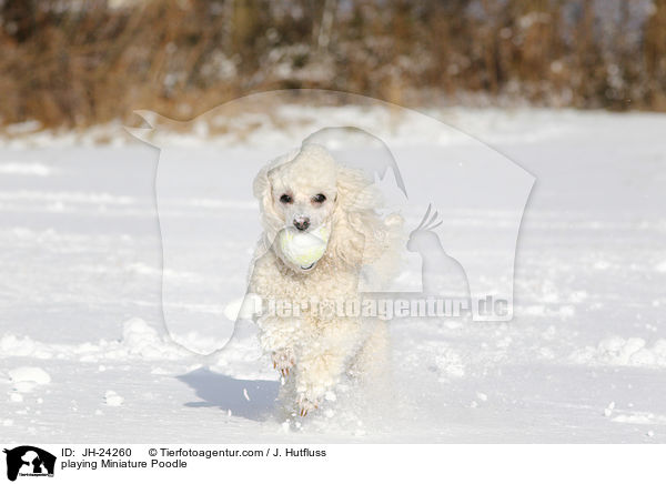 playing Miniature Poodle / JH-24260