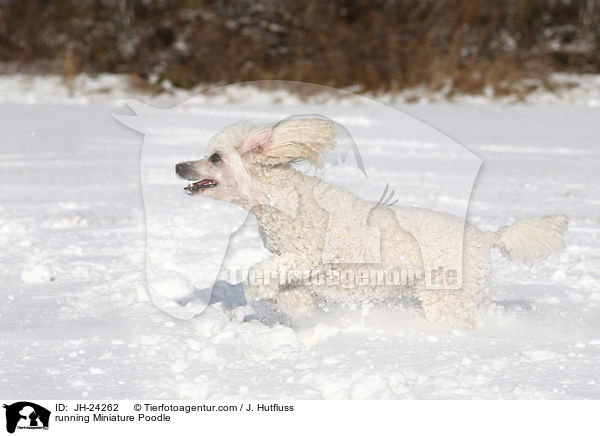 running Miniature Poodle / JH-24262
