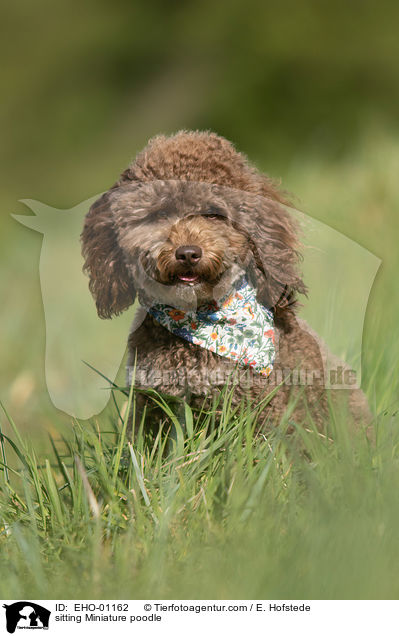 sitting Miniature poodle / EHO-01162