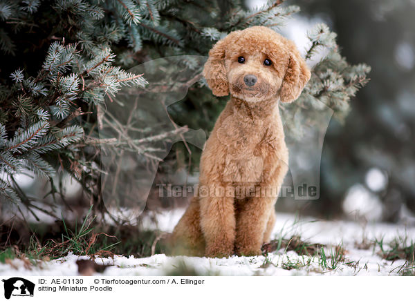 sitting Miniature Poodle / AE-01130
