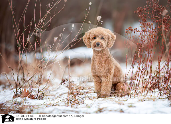 sitting Miniature Poodle / AE-01133
