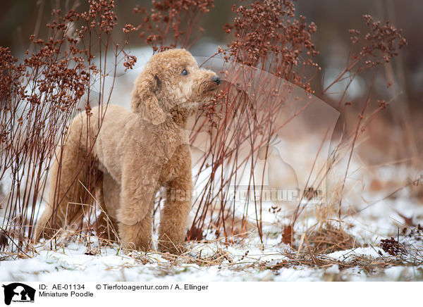 Miniature Poodle / AE-01134