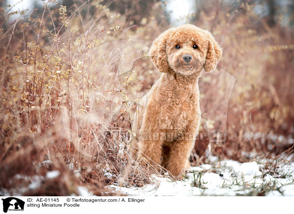 sitting Miniature Poodle / AE-01145