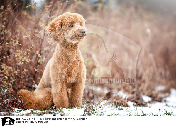 sitting Miniature Poodle / AE-01146