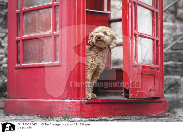 Zwergpudel / toy poodle / AE-01542