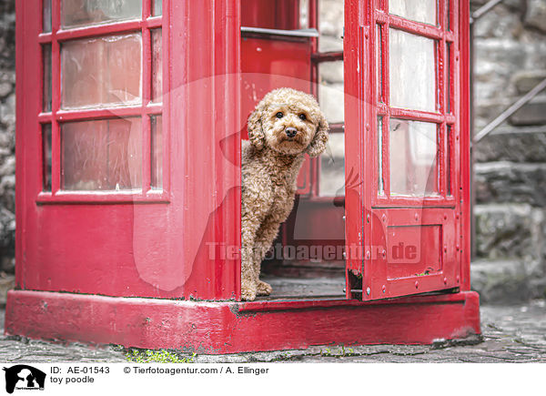 Zwergpudel / toy poodle / AE-01543