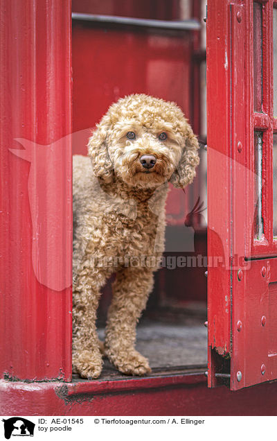 Zwergpudel / toy poodle / AE-01545