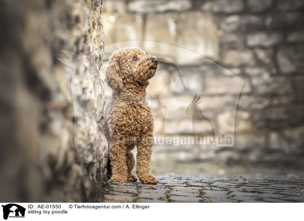 sitting toy poodle / AE-01550