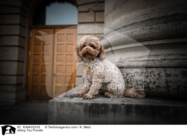 sitting Toy Poodle / KAM-02035
