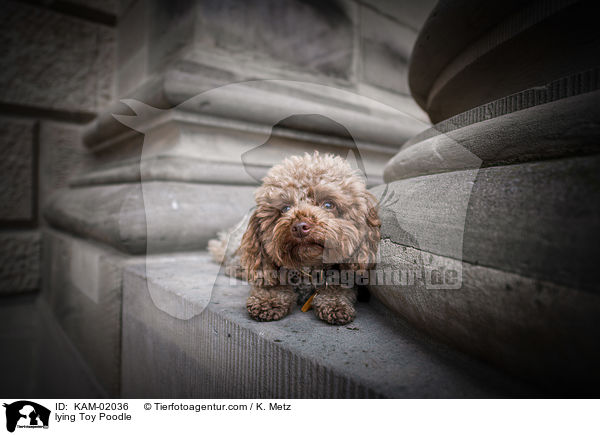 lying Toy Poodle / KAM-02036