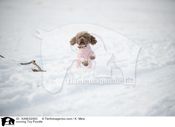 rennender Zwergpudel / running Toy Poodle / KAM-02063