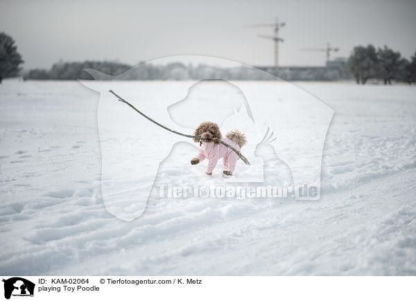 playing Toy Poodle / KAM-02064