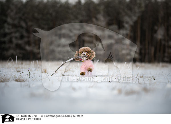 spielender Zwergpudel / playing Toy Poodle / KAM-02070