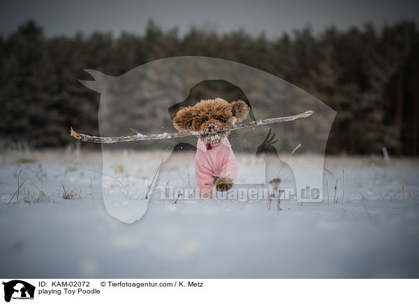 spielender Zwergpudel / playing Toy Poodle / KAM-02072