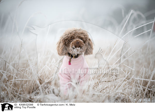 sitzender Zwergpudel / sitting Toy Poodle / KAM-02086