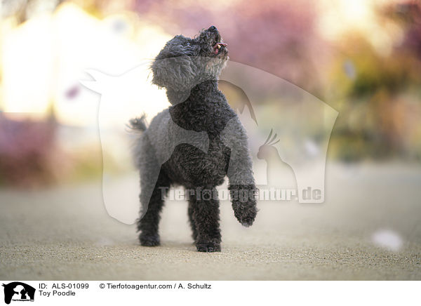 Toy Poodle / ALS-01099