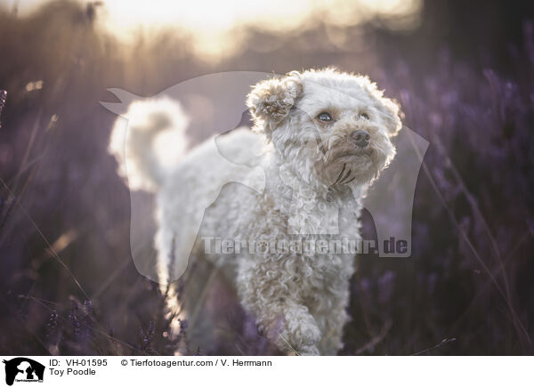 Zwergpudel / Toy Poodle / VH-01595