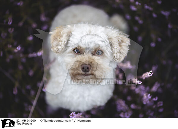 Toy Poodle / VH-01600