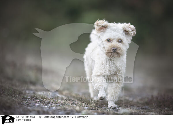 Toy Poodle / VH-01603