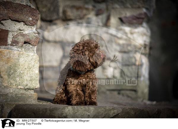 young Toy Poodle / MW-27507