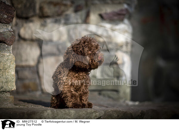 junger Zwergpudel / young Toy Poodle / MW-27512