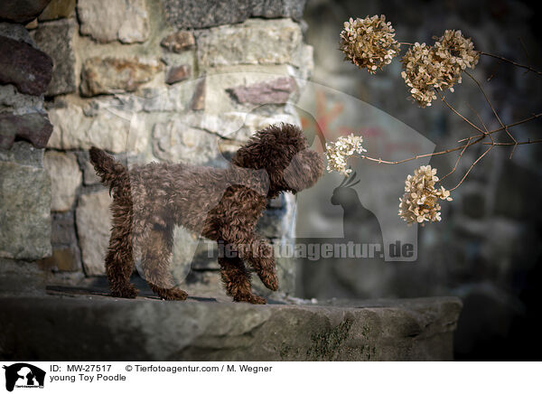 young Toy Poodle / MW-27517
