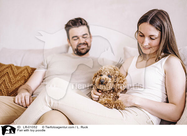 Prchen mit Zwergpudel / Pair with toy poodle / LR-01052