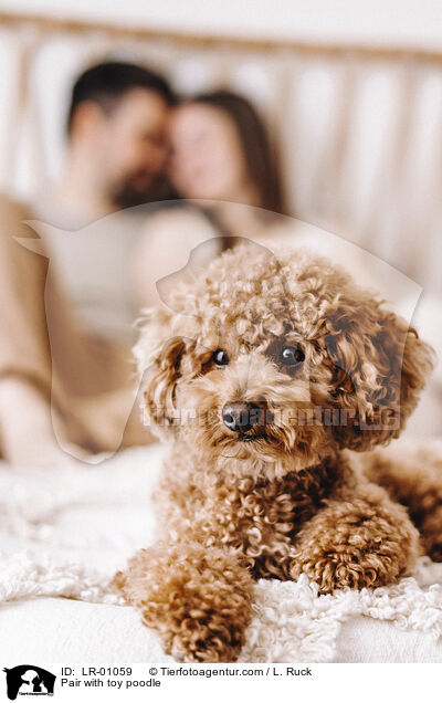 Prchen mit Zwergpudel / Pair with toy poodle / LR-01059