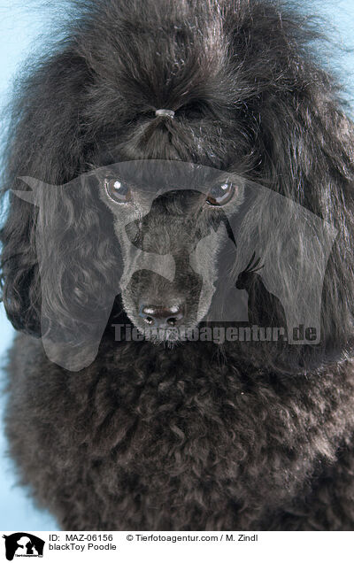 schwarzer Toypudel / blackToy Poodle / MAZ-06156