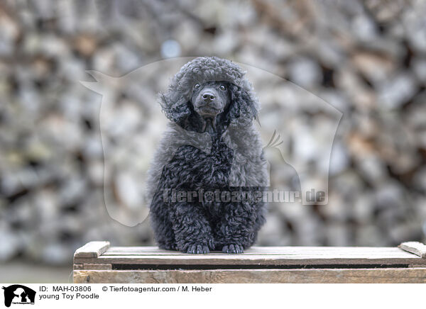 young Toy Poodle / MAH-03806