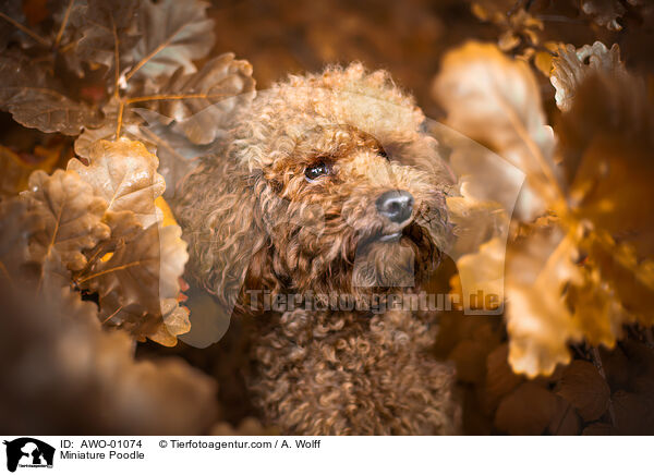 Miniature Poodle / AWO-01074