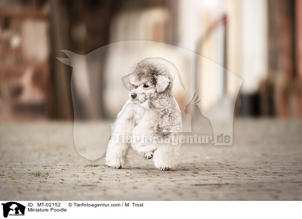 Miniature Poodle / MT-02152