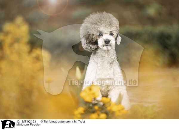 Miniature Poodle / MT-02153
