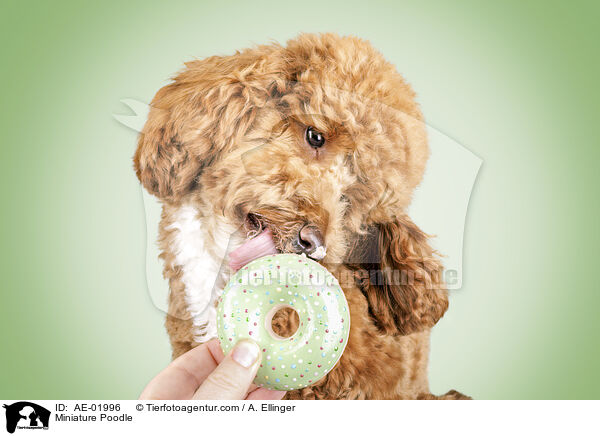 Zwergpudel / Miniature Poodle / AE-01996