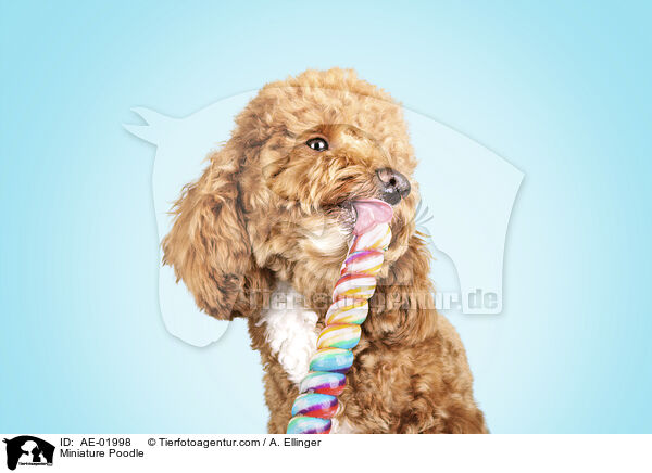 Miniature Poodle / AE-01998