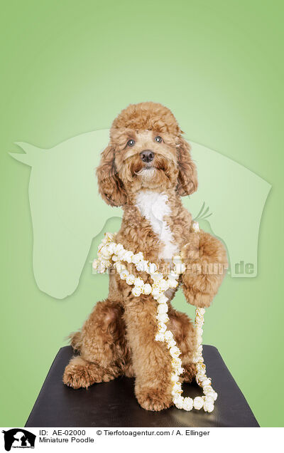 Zwergpudel / Miniature Poodle / AE-02000