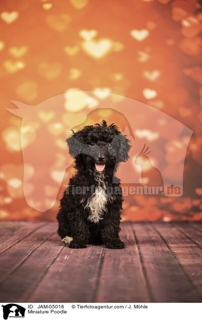 Miniature Poodle / JAM-05018