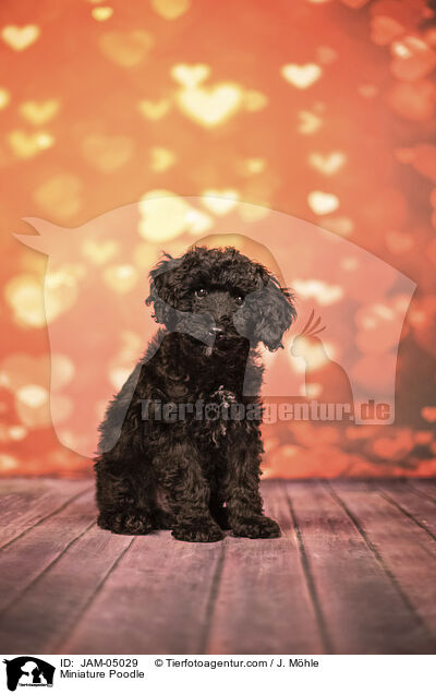 Miniature Poodle / JAM-05029