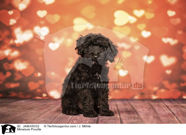 Miniature Poodle / JAM-05032