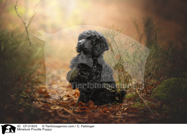 Miniature Poodle Puppy / CF-01605