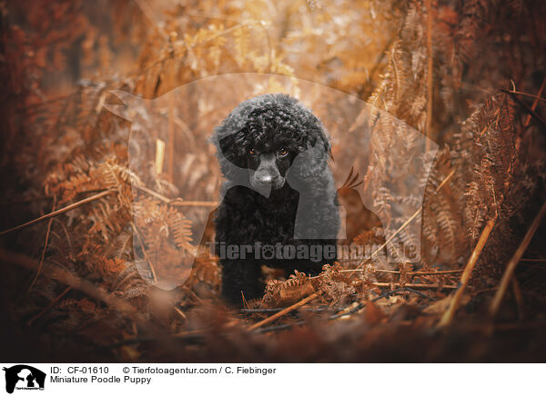 Zwergpudel Welpe / Miniature Poodle Puppy / CF-01610