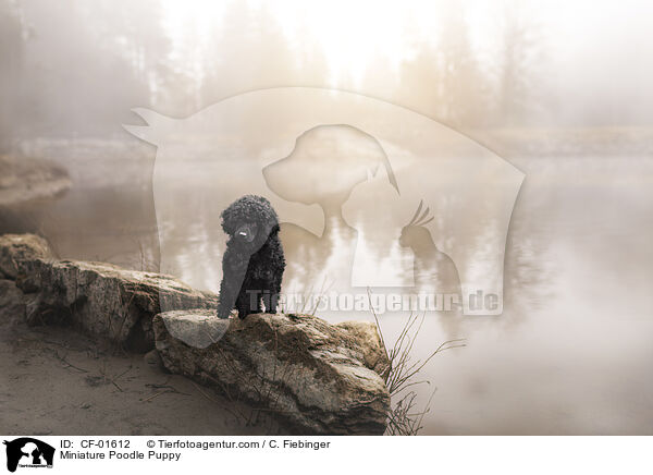 Zwergpudel Welpe / Miniature Poodle Puppy / CF-01612