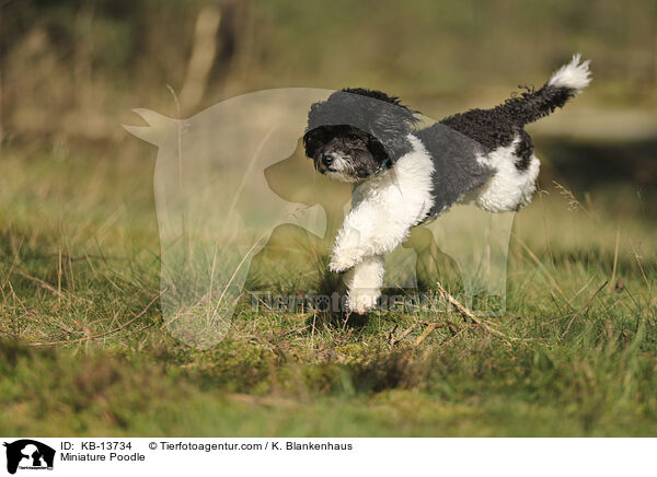 Miniature Poodle / KB-13734